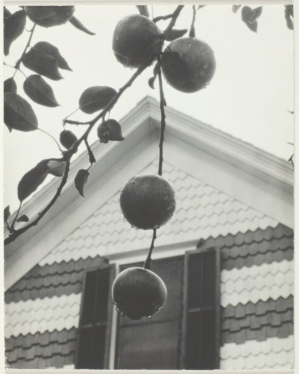 Goot en appels, 1922 door Alfred Stieglitz