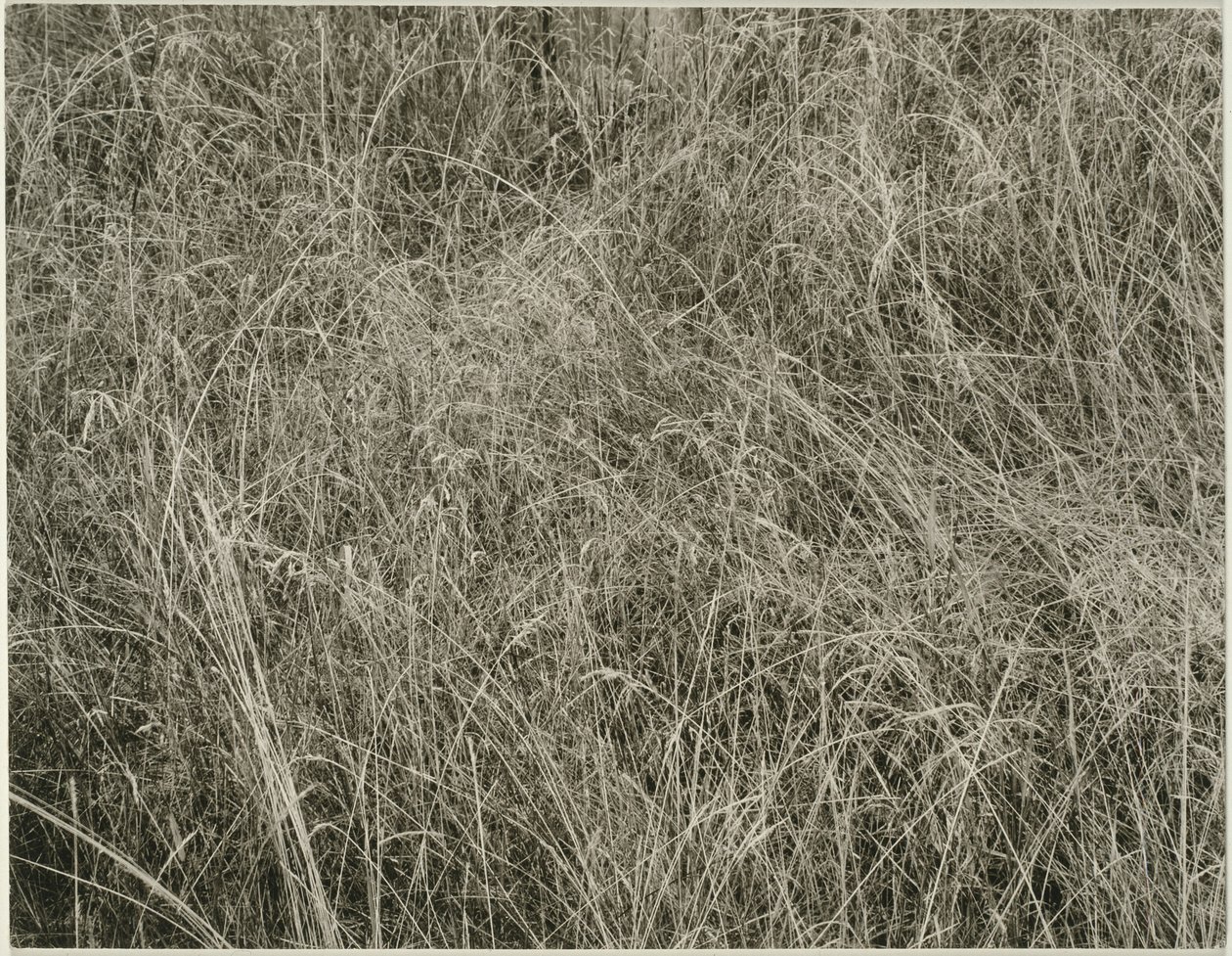 Gras door Alfred Stieglitz
