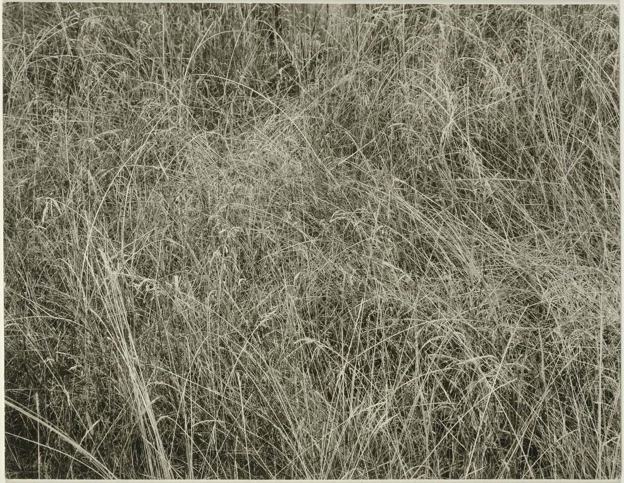 Gras door Alfred Stieglitz