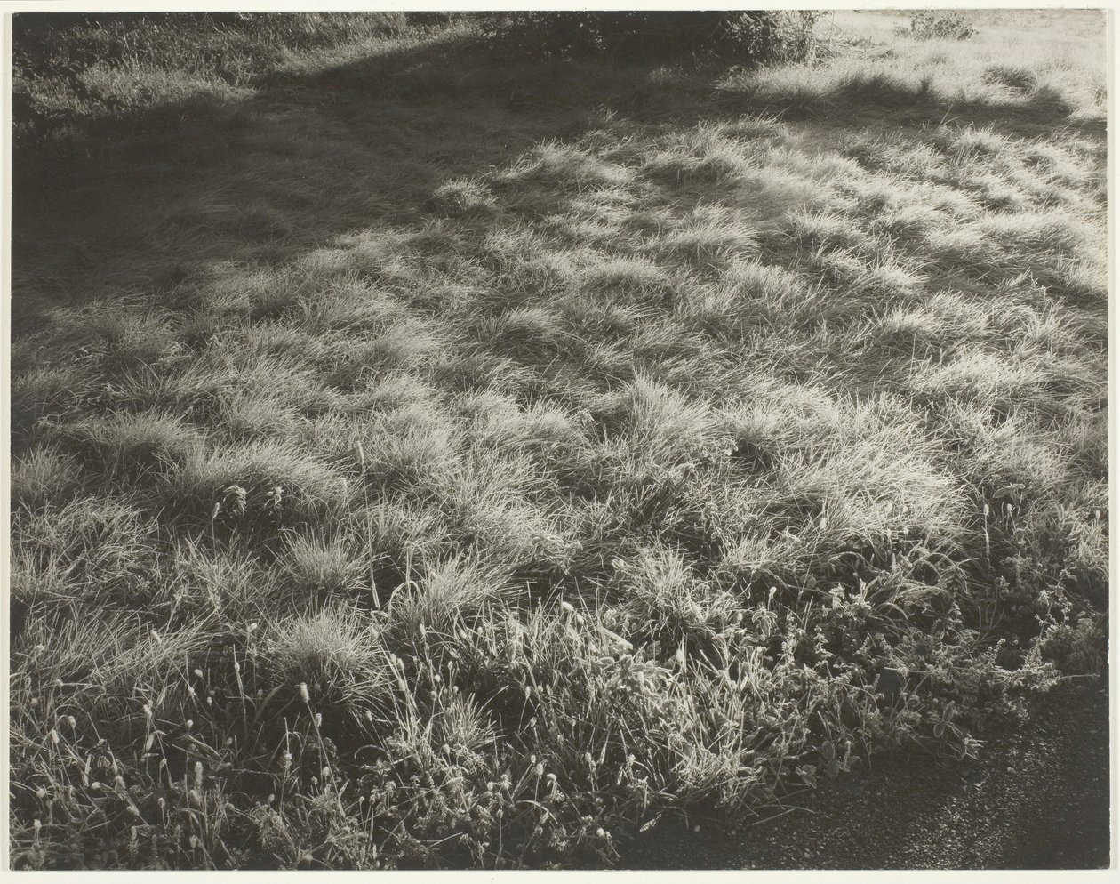 Gras en Vorst, 1934 door Alfred Stieglitz