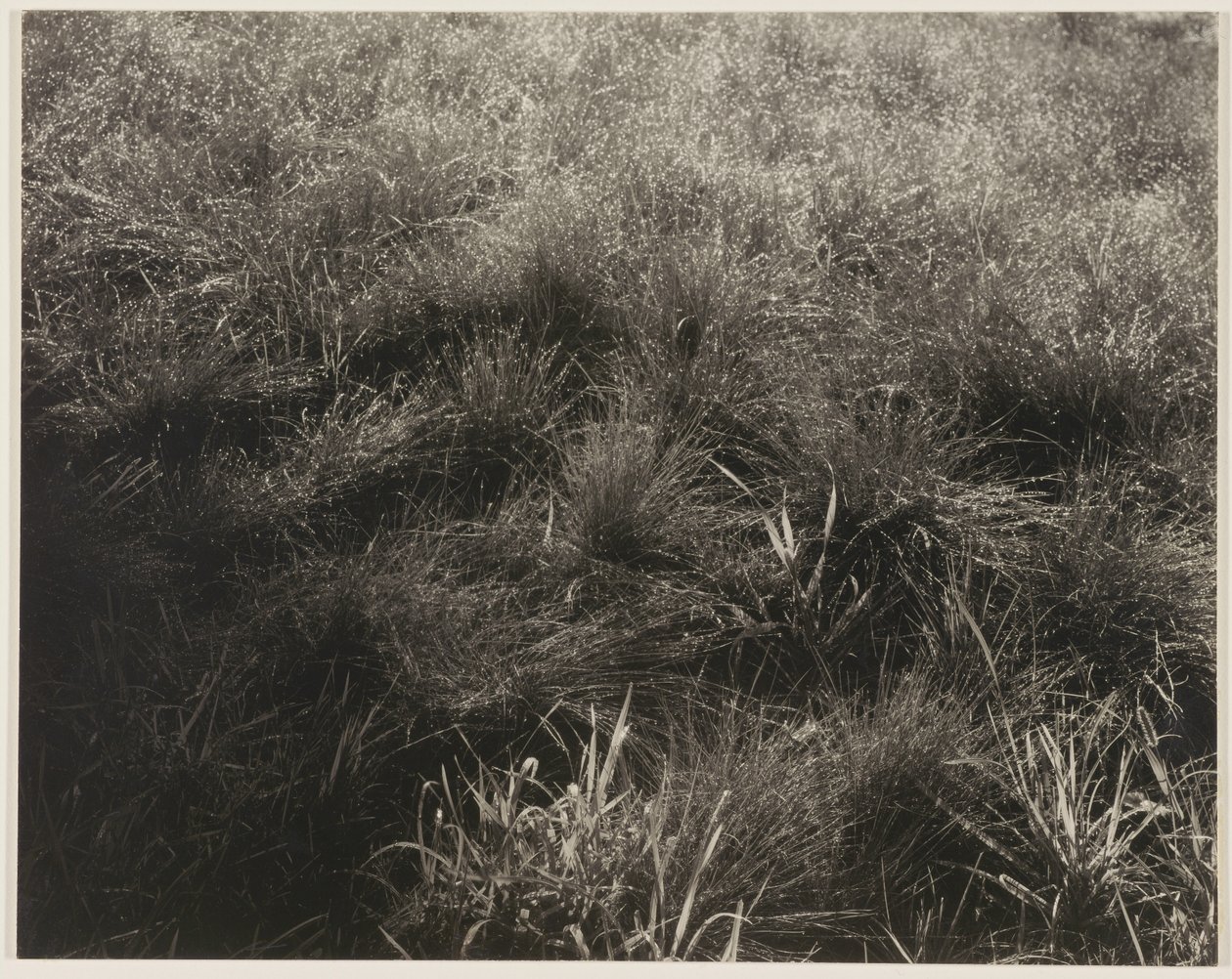 Grassen door Alfred Stieglitz
