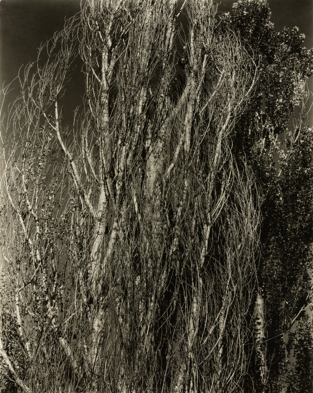Populieren—Lake George door Alfred Stieglitz