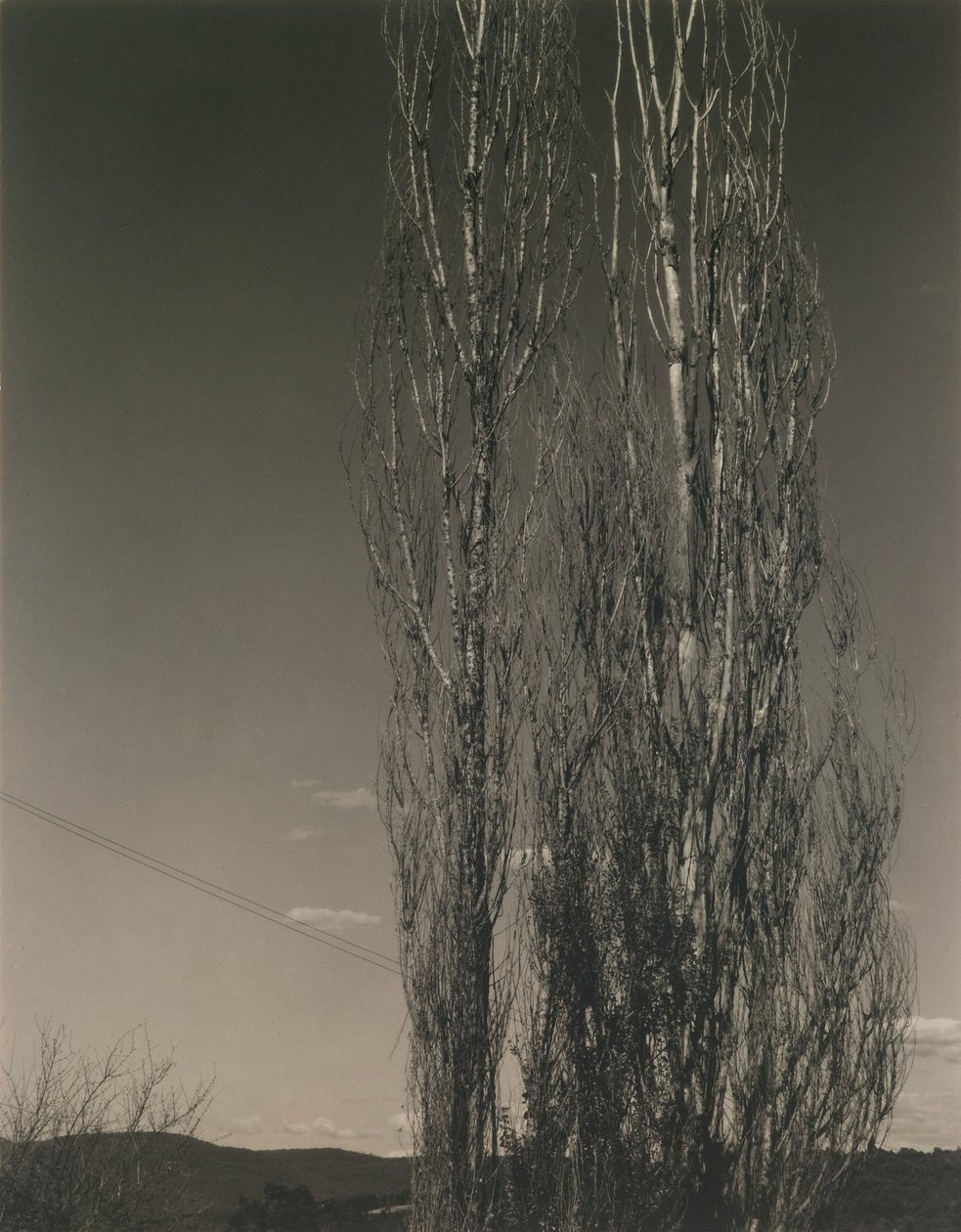 De Twee Populieren, Lake George door Alfred Stieglitz