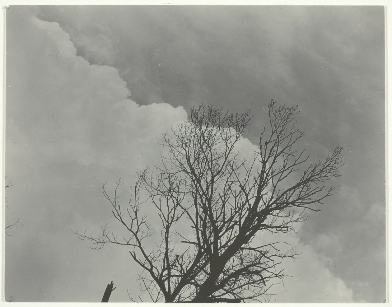 Boom Set 3, ca. 1924 door Alfred Stieglitz