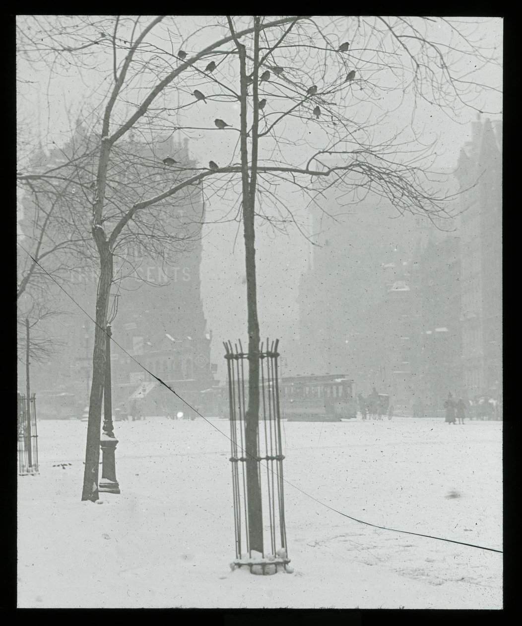 Boom in sneeuw, New York door Alfred Stieglitz