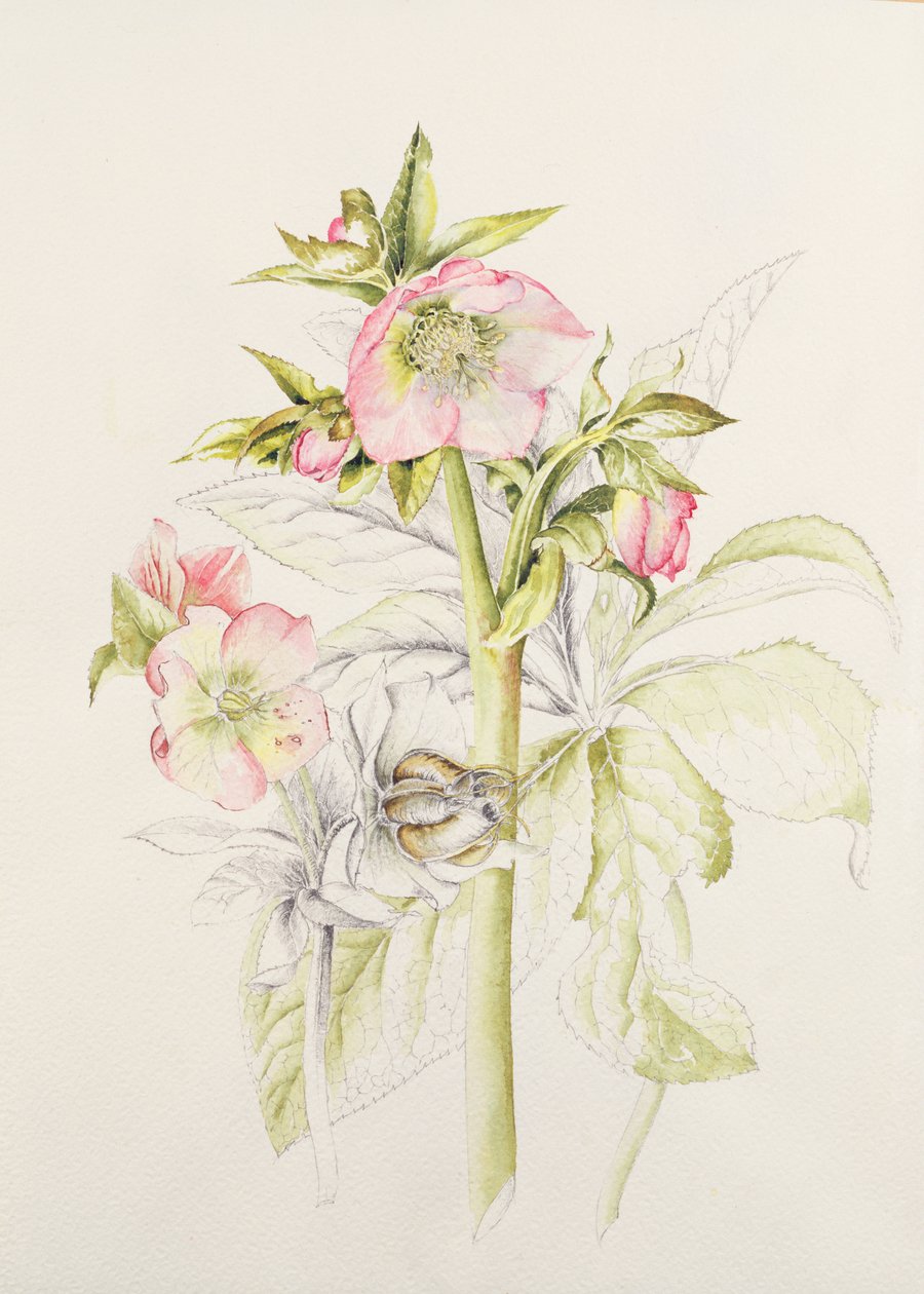 Helleborus door Alison Cooper