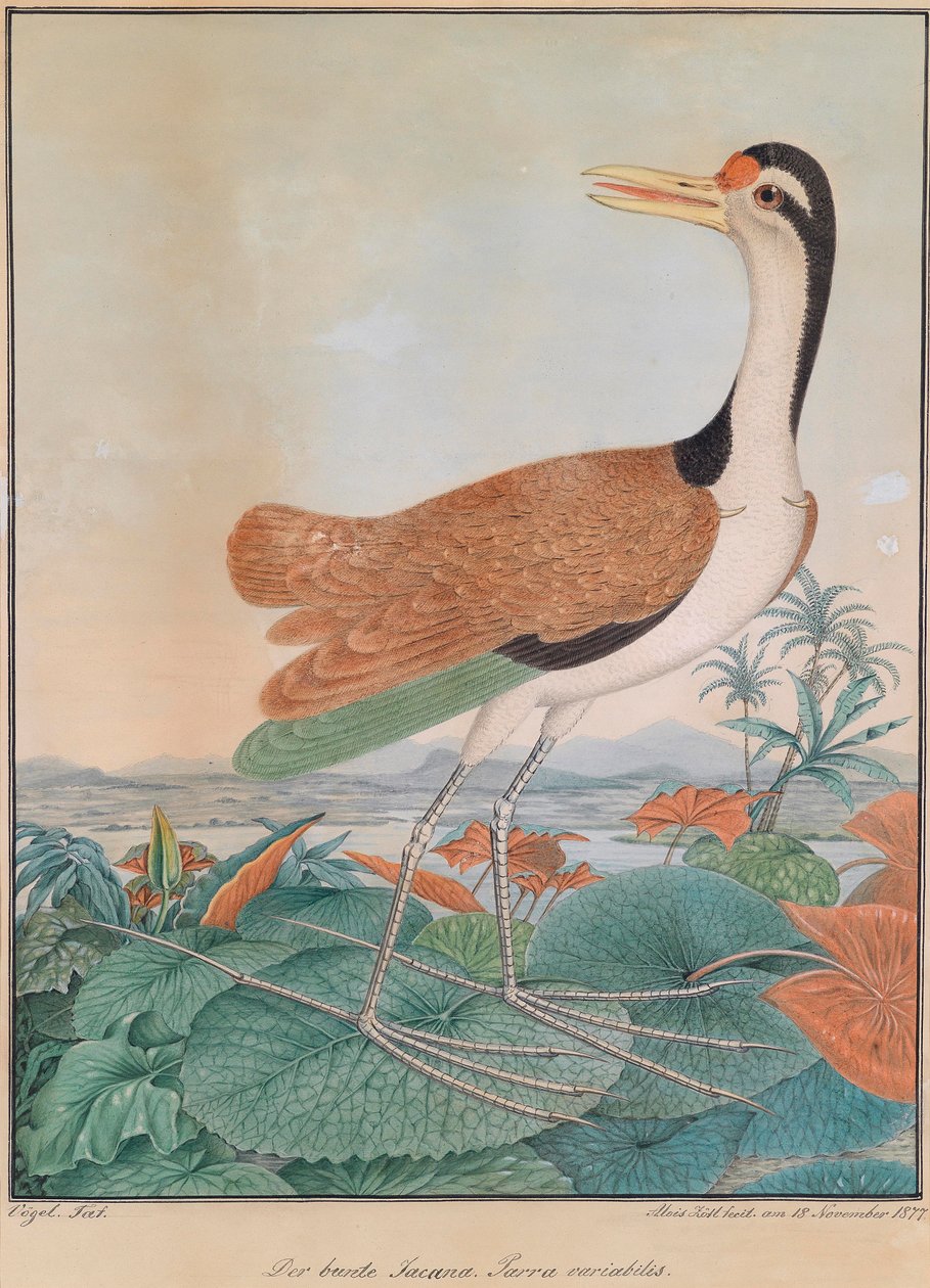 De bonte Jacana. Parra variabilis. (bonte Sporenkievit), over leliebladeren lopend, op de achtergrond bergen en kust door Aloys Zötl