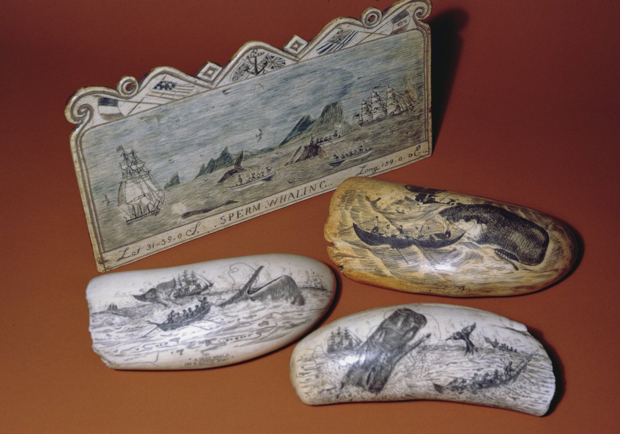 Walvisvaart scrimshaw (tand) door American School