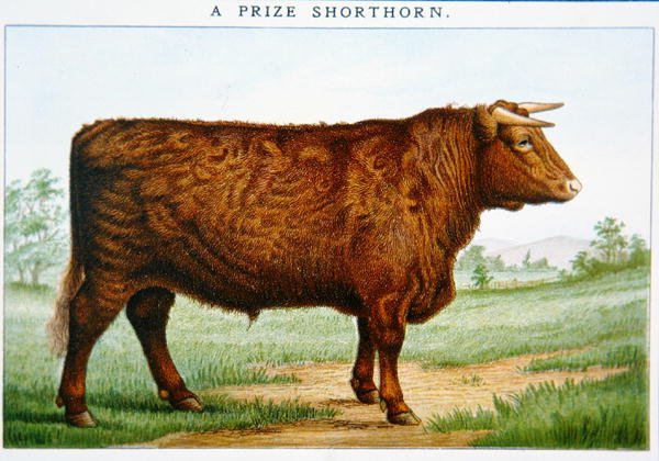 Prijs Shorthorn Stier door American School