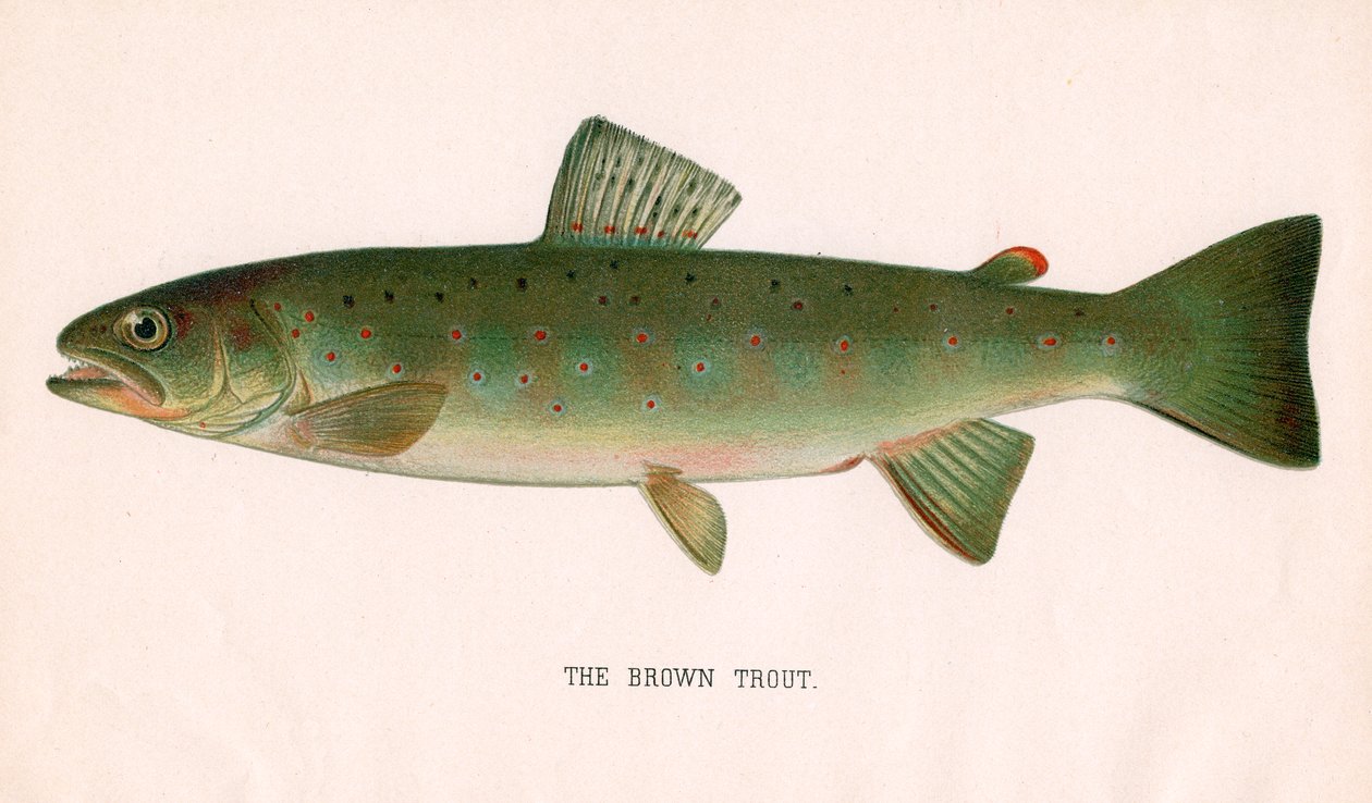 De bruine forel door American School