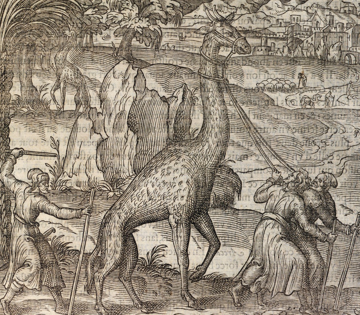 Giraffe, gravure uit Cosmographie Universelle door Andre Thevet