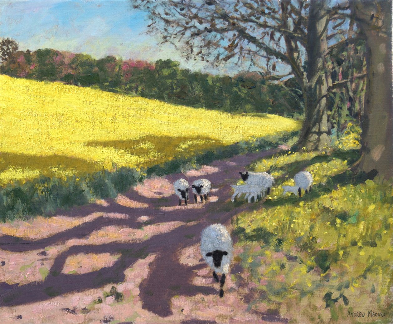 Schapen en geel veld, 2017 door Andrew Macara