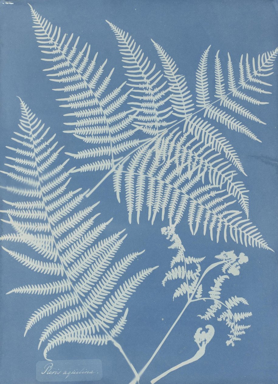Pteris aquilina door Anna Atkins
