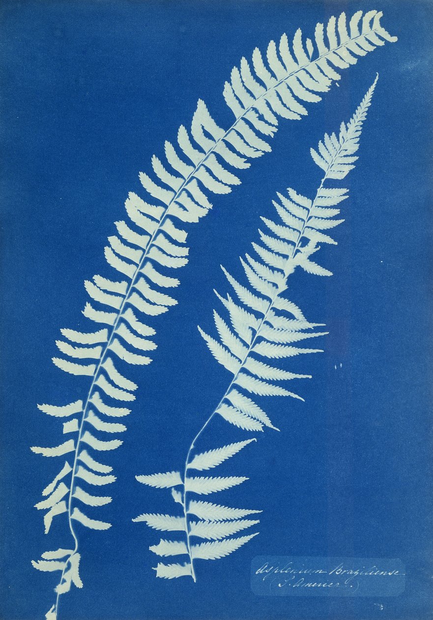 Asplenium Braziliense, Zuid-Amerika, ca. 1850 door Anna Atkins