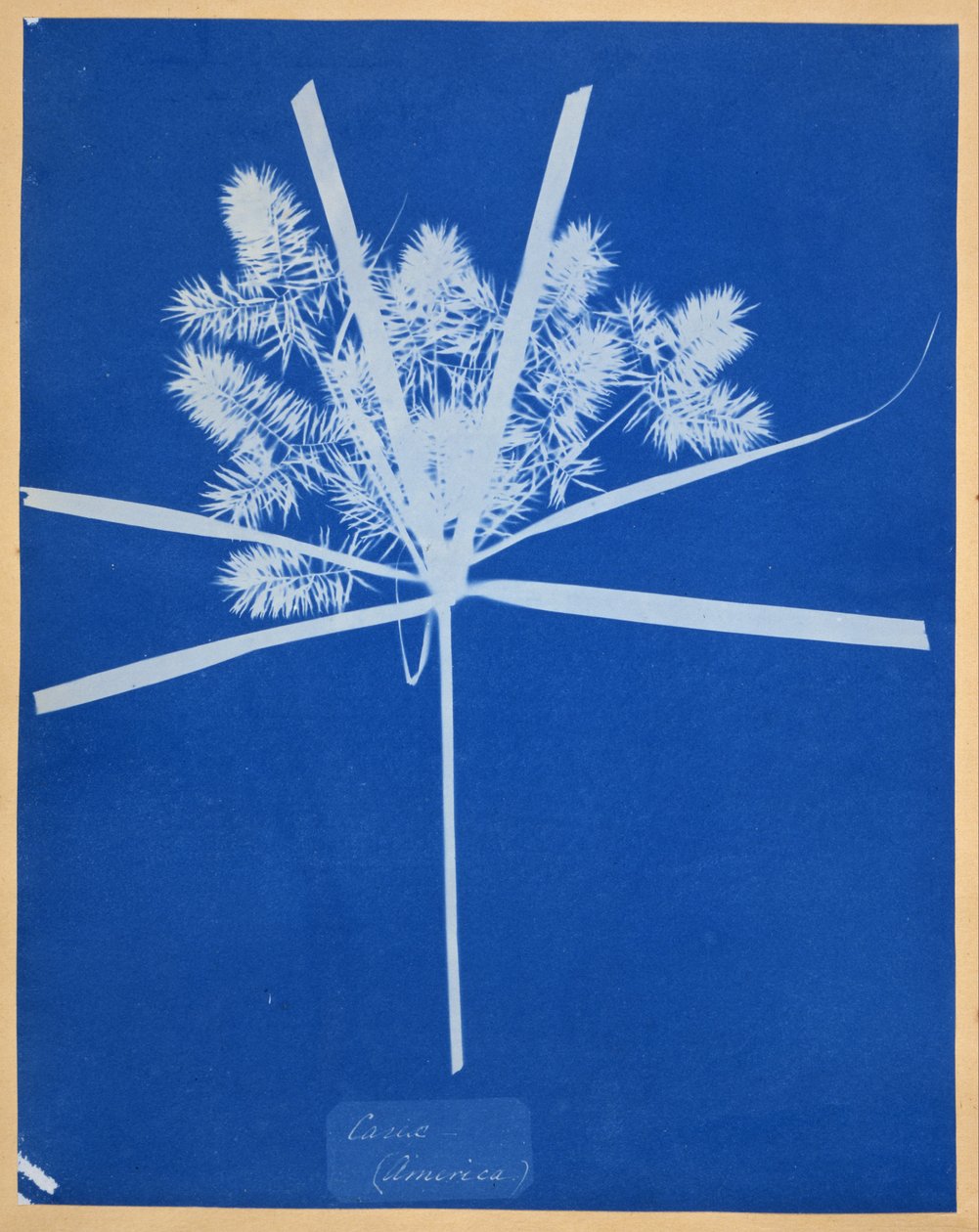 Carix (Amerika) door Anna Atkins