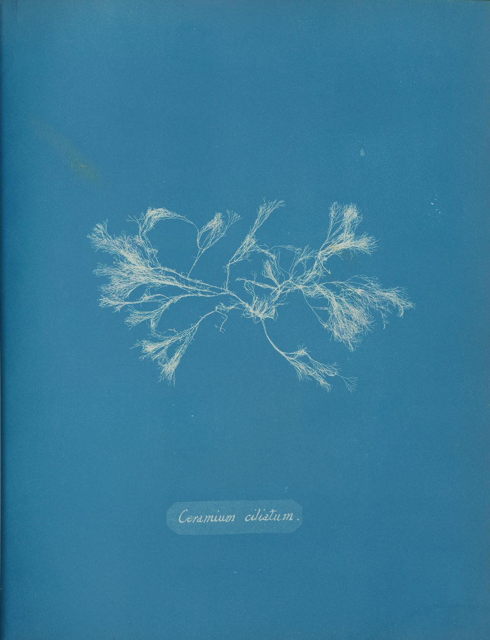 Ceramium ciliatum, ca. 1853 door Anna Atkins