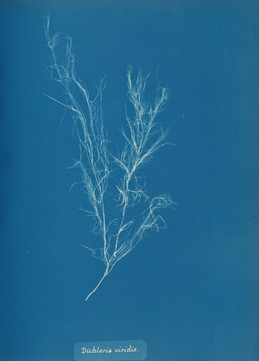 Dichloria viridis, ca. 1853 door Anna Atkins