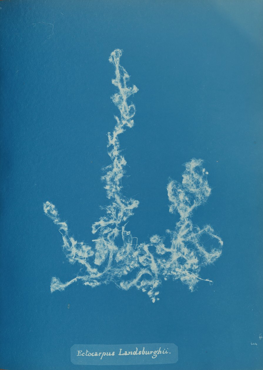 Ectocarpus Landsburghii door Anna Atkins