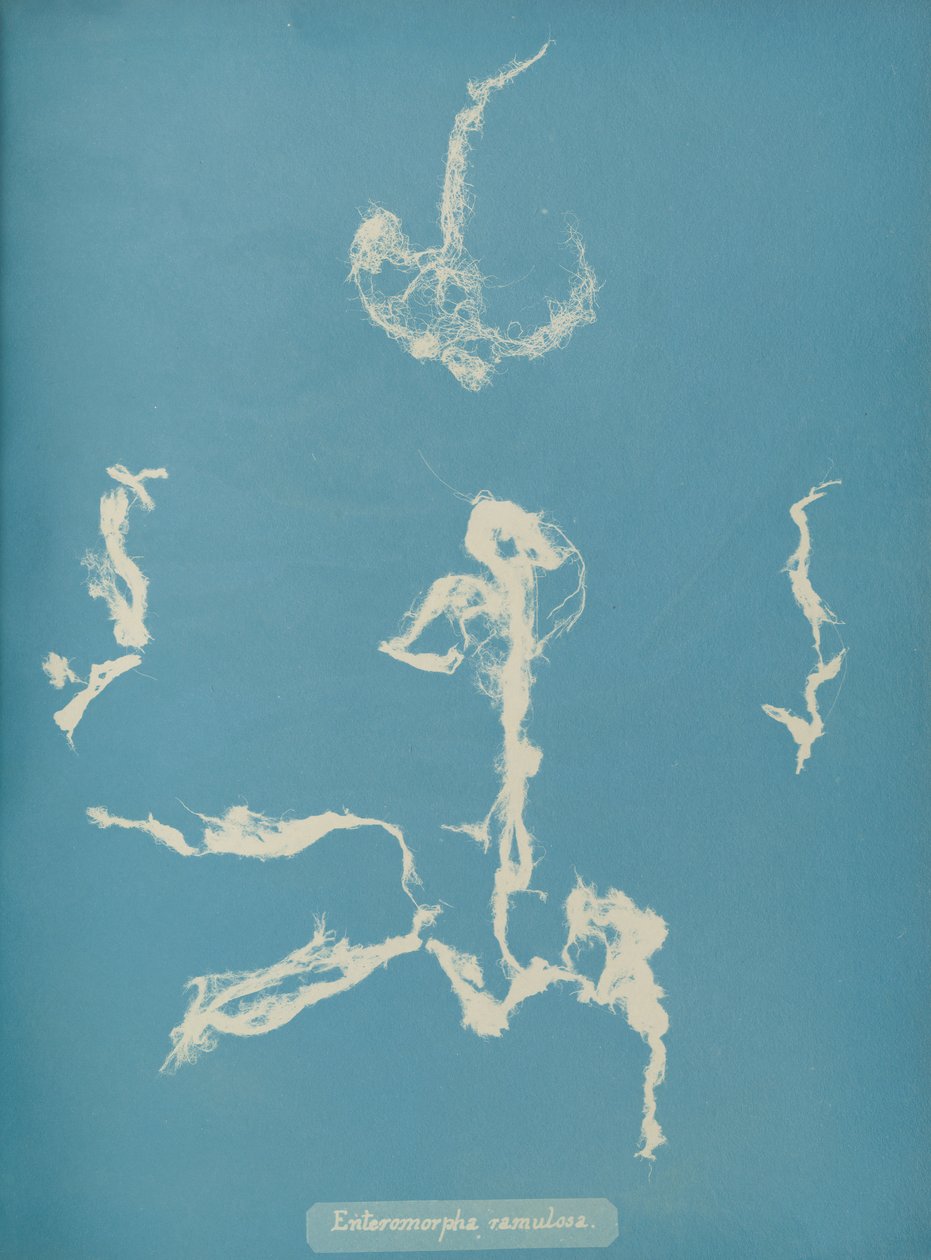 Enteromorpha ramulosa, ca. 1853 door Anna Atkins