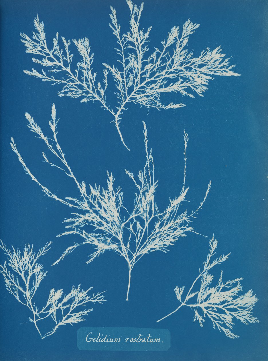 Gelidium rostratum door Anna Atkins