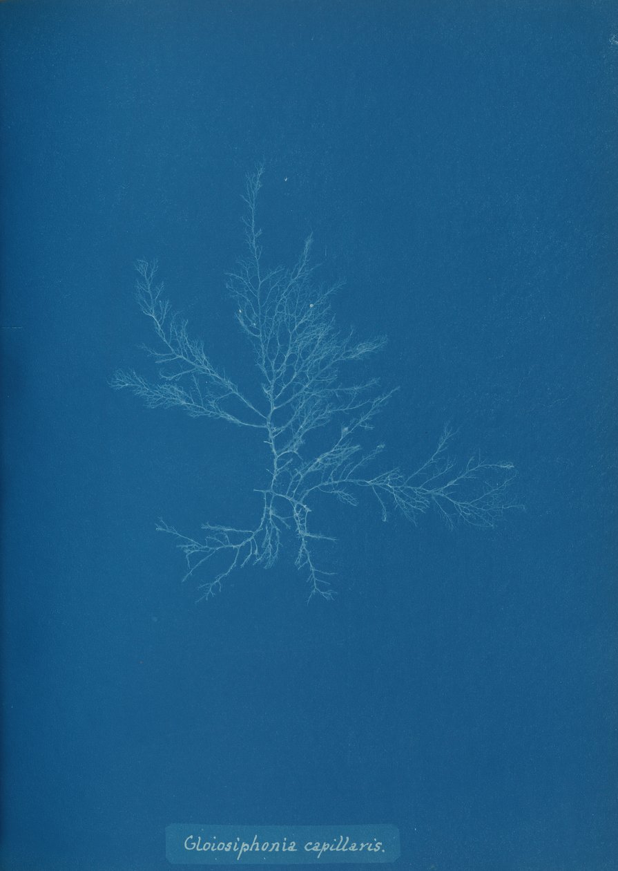 Gloisiphonia capillaris, ca. 1853 door Anna Atkins