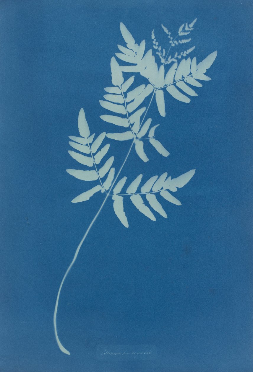 Osmunda Rigalis (Australië) door Anna Atkins