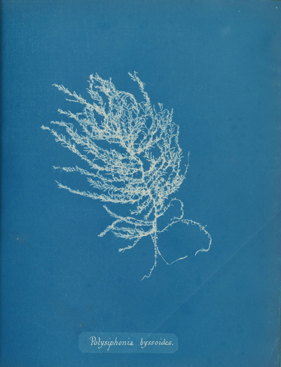 Polysiphonia byssoides, ca. 1853 door Anna Atkins