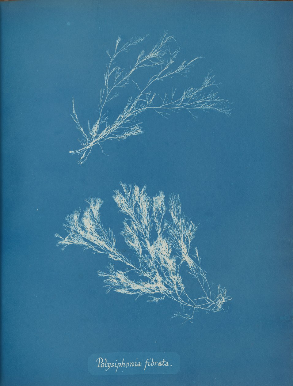 Polysiphonia fibrata, ca. 1853 door Anna Atkins