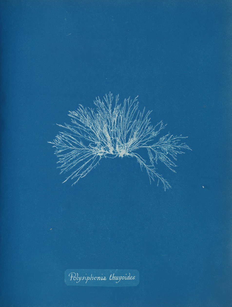 Polysiphonia thuyoides, ca. 1853 door Anna Atkins