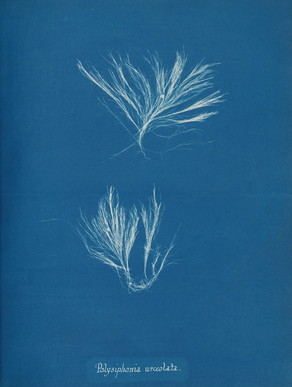 Polysiphonia urceolata, ca. 1853 door Anna Atkins