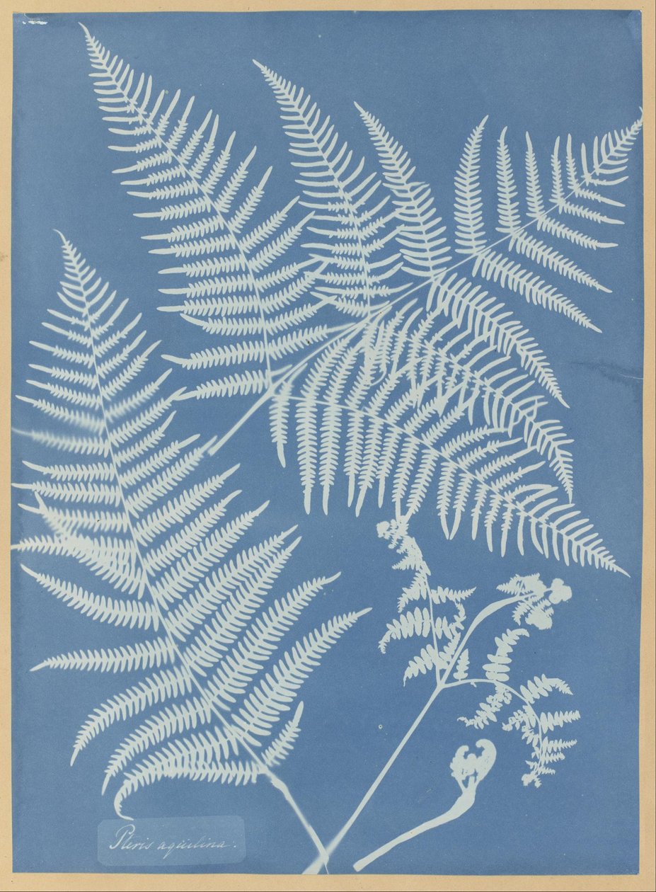 Pteris aquilina door Anna Atkins