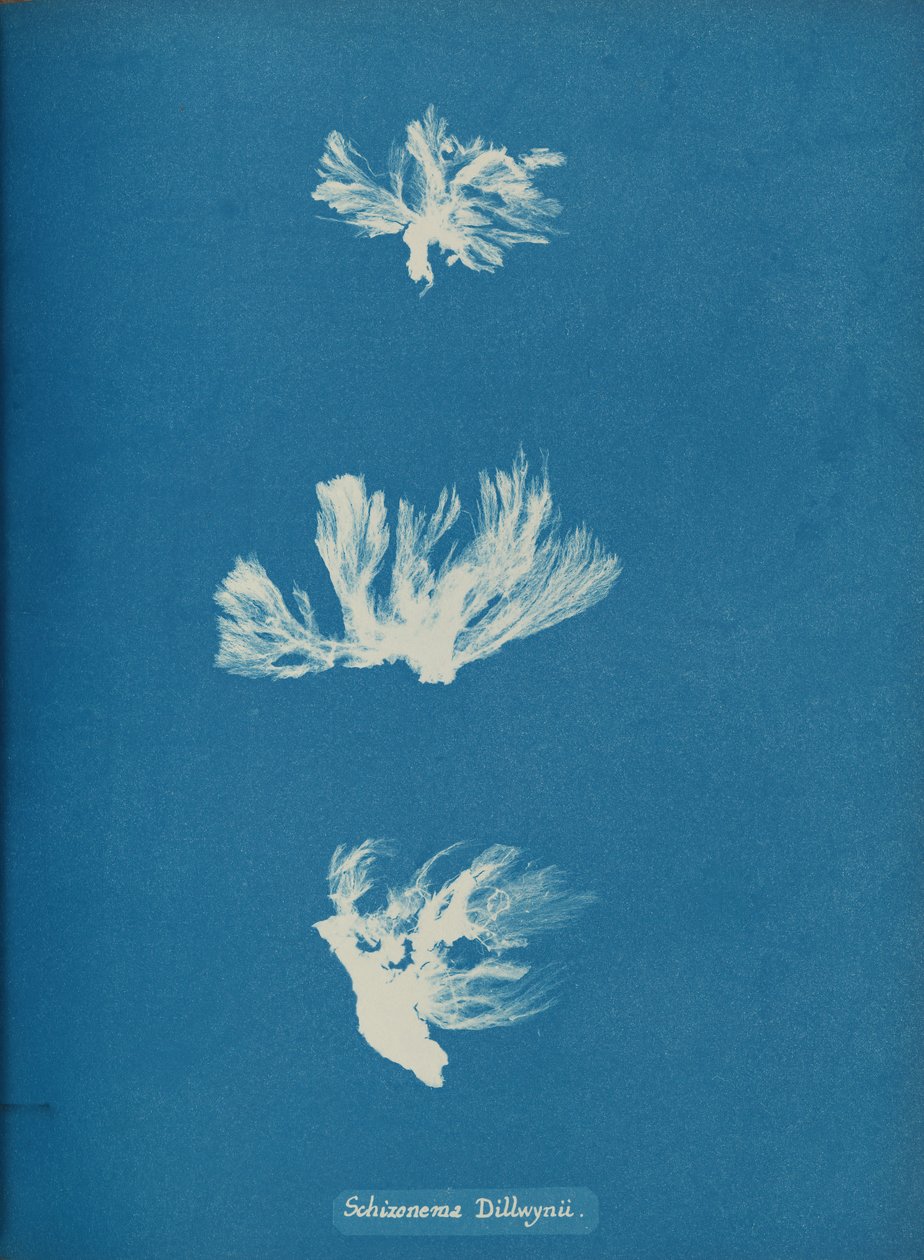 Schizonema Dillwynii, ca. 1853 door Anna Atkins