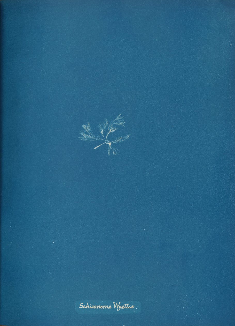 Schizonema Wyattiae, ca. 1853 door Anna Atkins