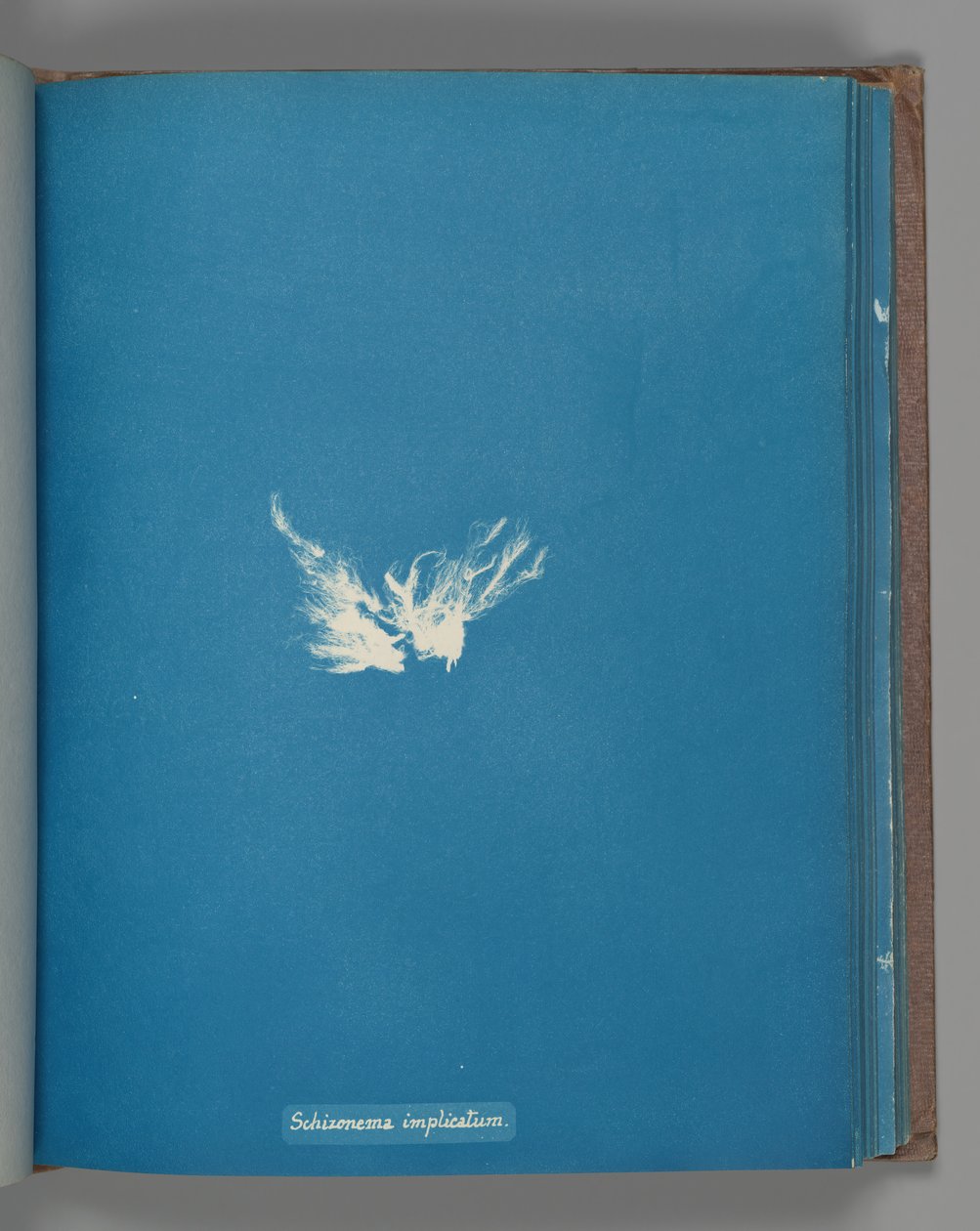 Schizonema implicatum, ca. 1853 door Anna Atkins