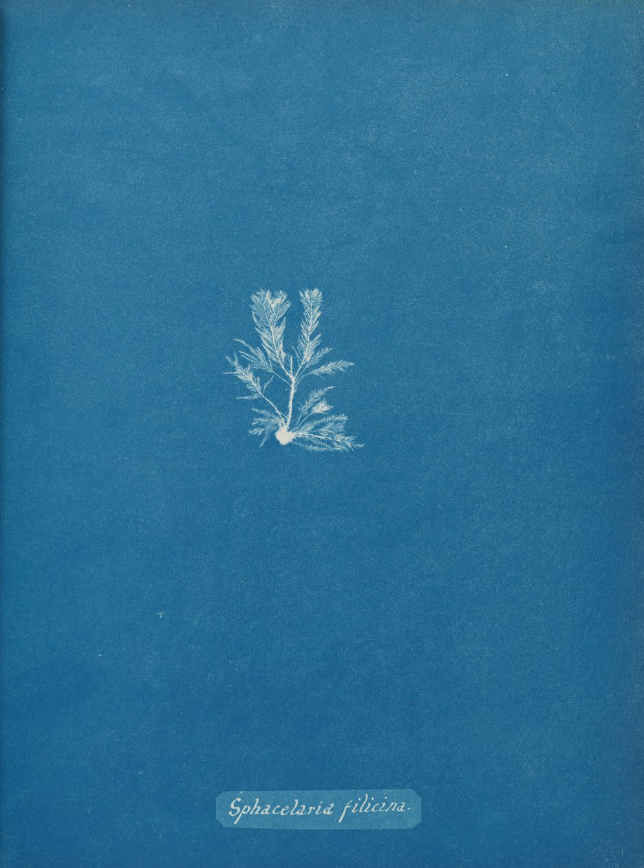 Sphacelaria filicina door Anna Atkins