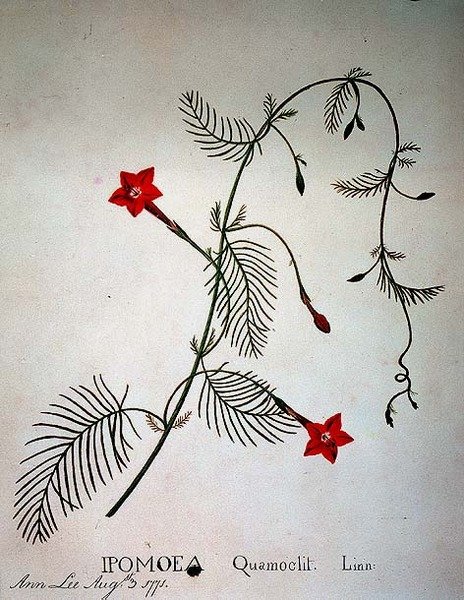 Cipreswinde: Ipomoea quomoclit door Anna Lee