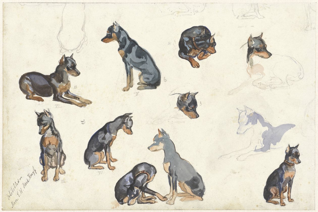 Studies van een hond door Anna Maria Kruijff