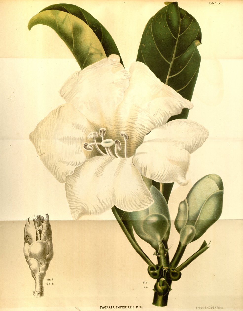 Fagraea imperialis door Annales Musei botanici lugduno batavi