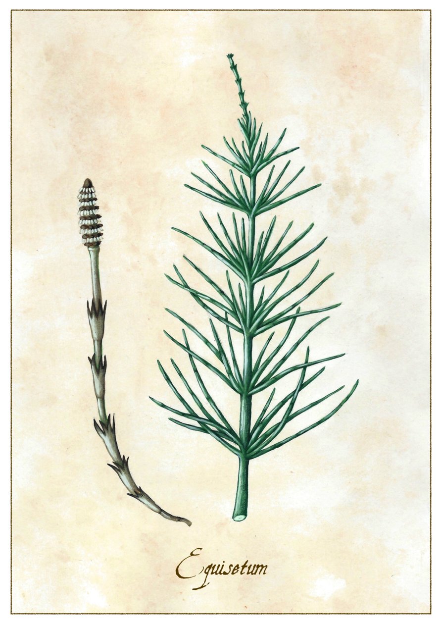 Equisetum, 2015 door Annalisa Morrocco
