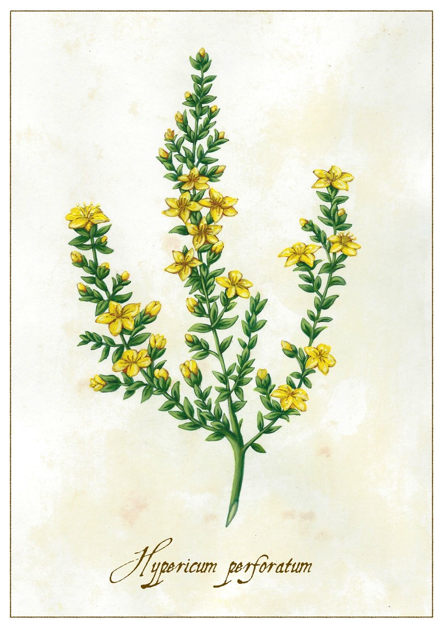 Hypericum perforatum, 2015 door Annalisa Morrocco