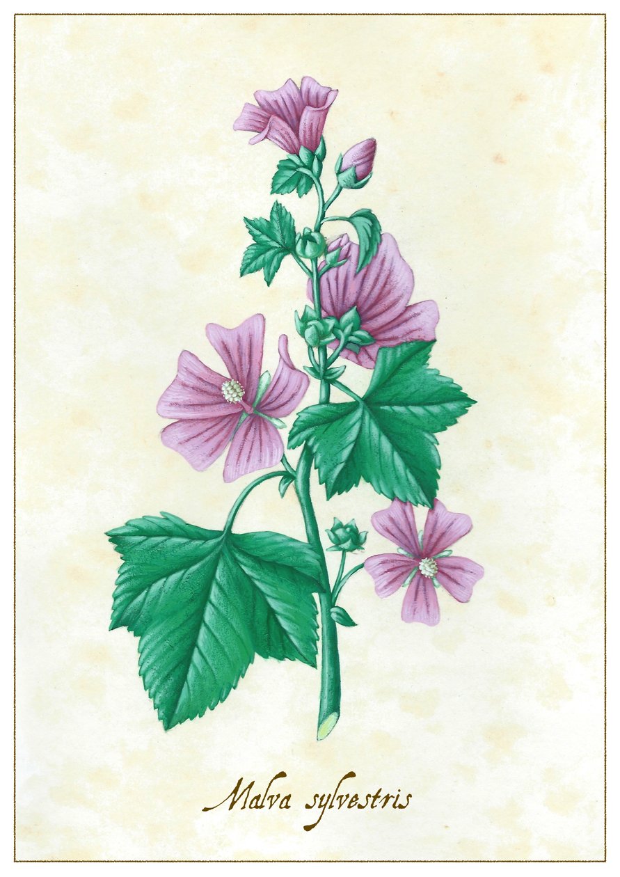 Malva sylvestris, 2015 door Annalisa Morrocco