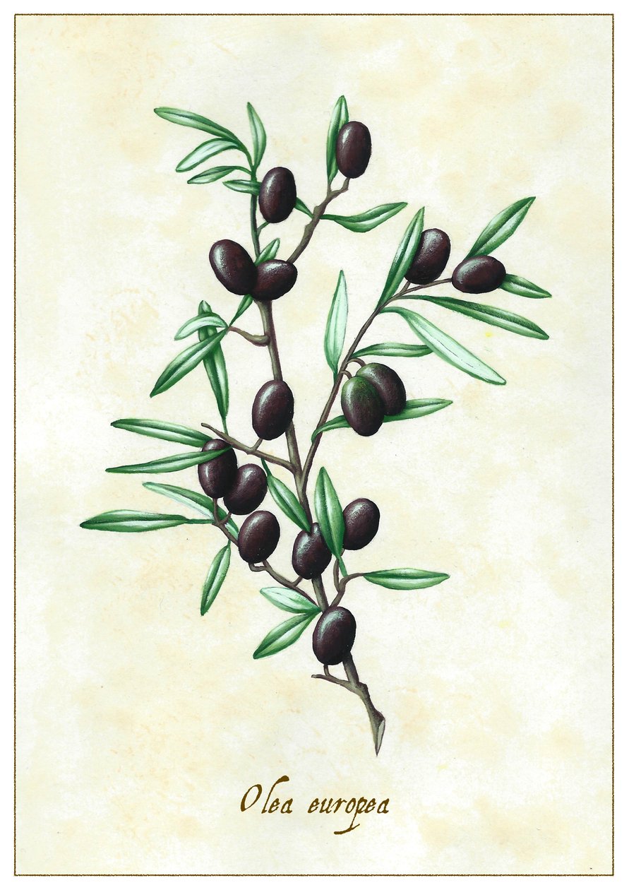 Olea Europea door Annalisa Morrocco