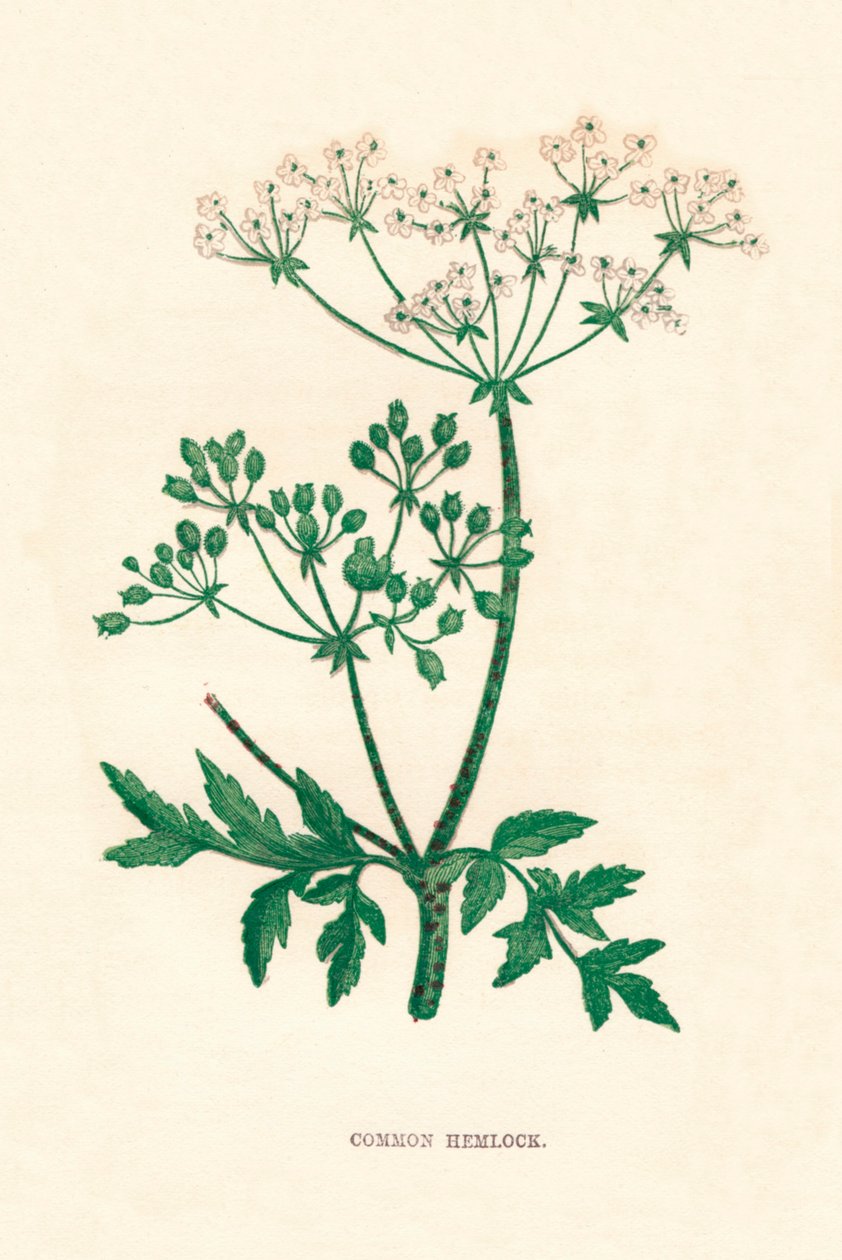 Gevlekte Scheerling, ca. 1891 door Anne Pratt