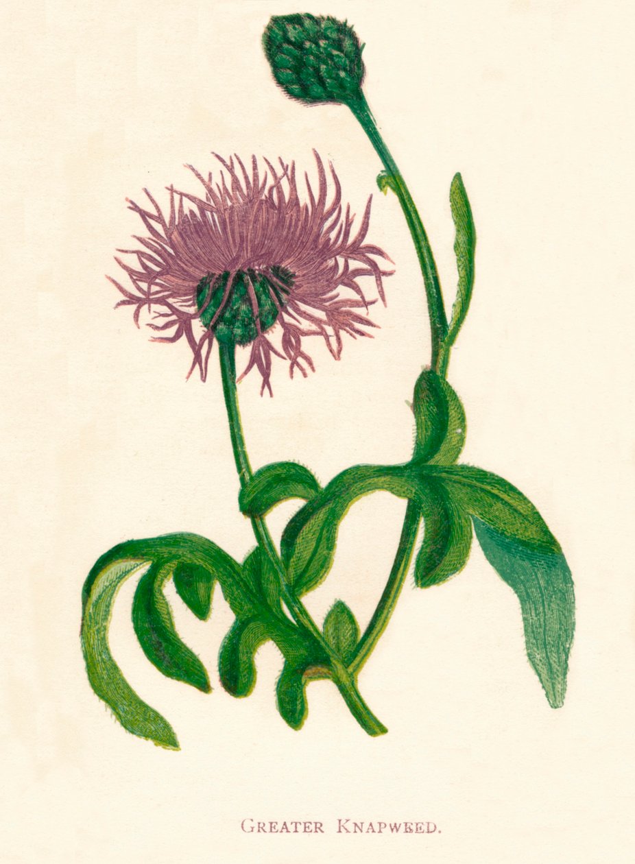 Grote Korenbloem door Anne Pratt