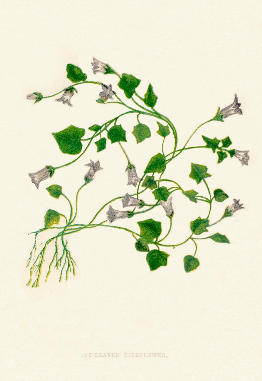 Klimopbladige klokjesbloem, ca. 1891 door Anne Pratt