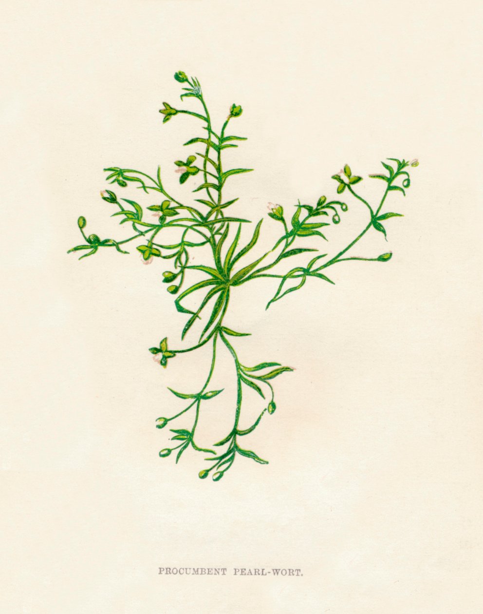 Liggende Parel-Wort, ca. 1891 door Anne Pratt
