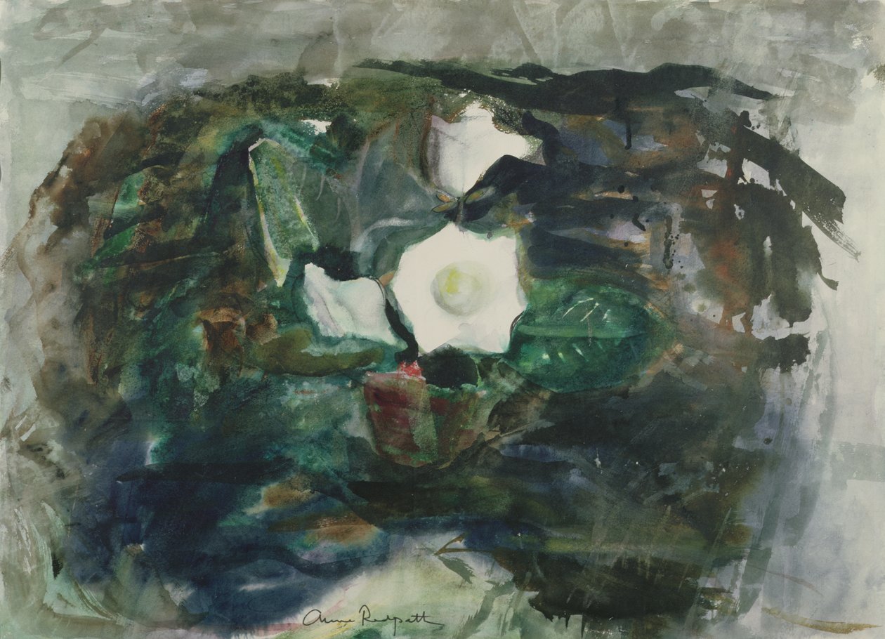 Witte gloxinia door Anne Redpath