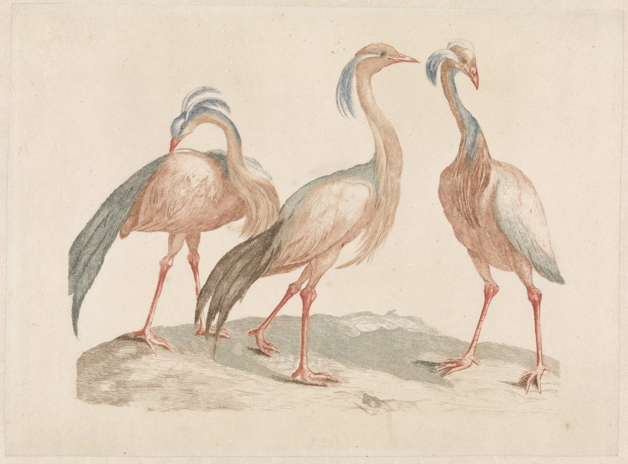 Drie Jufferkraanvogels door Anonymous