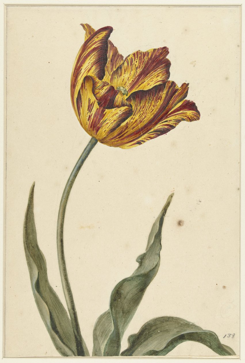 Geel-oranje-rode tulp door Anonymous