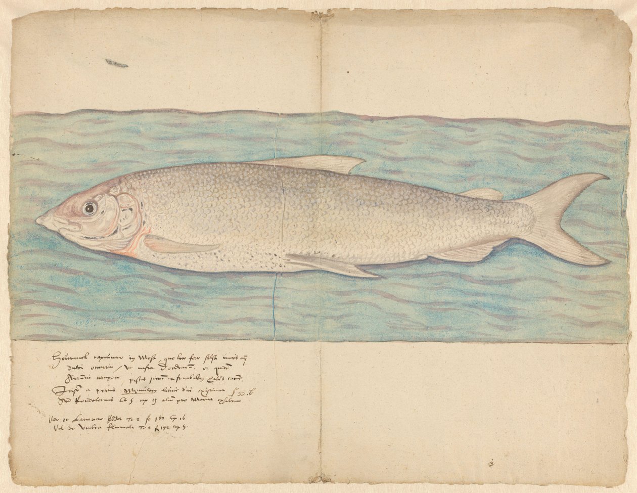 Houting (Coregonus oxyrinchus) door Anonymous